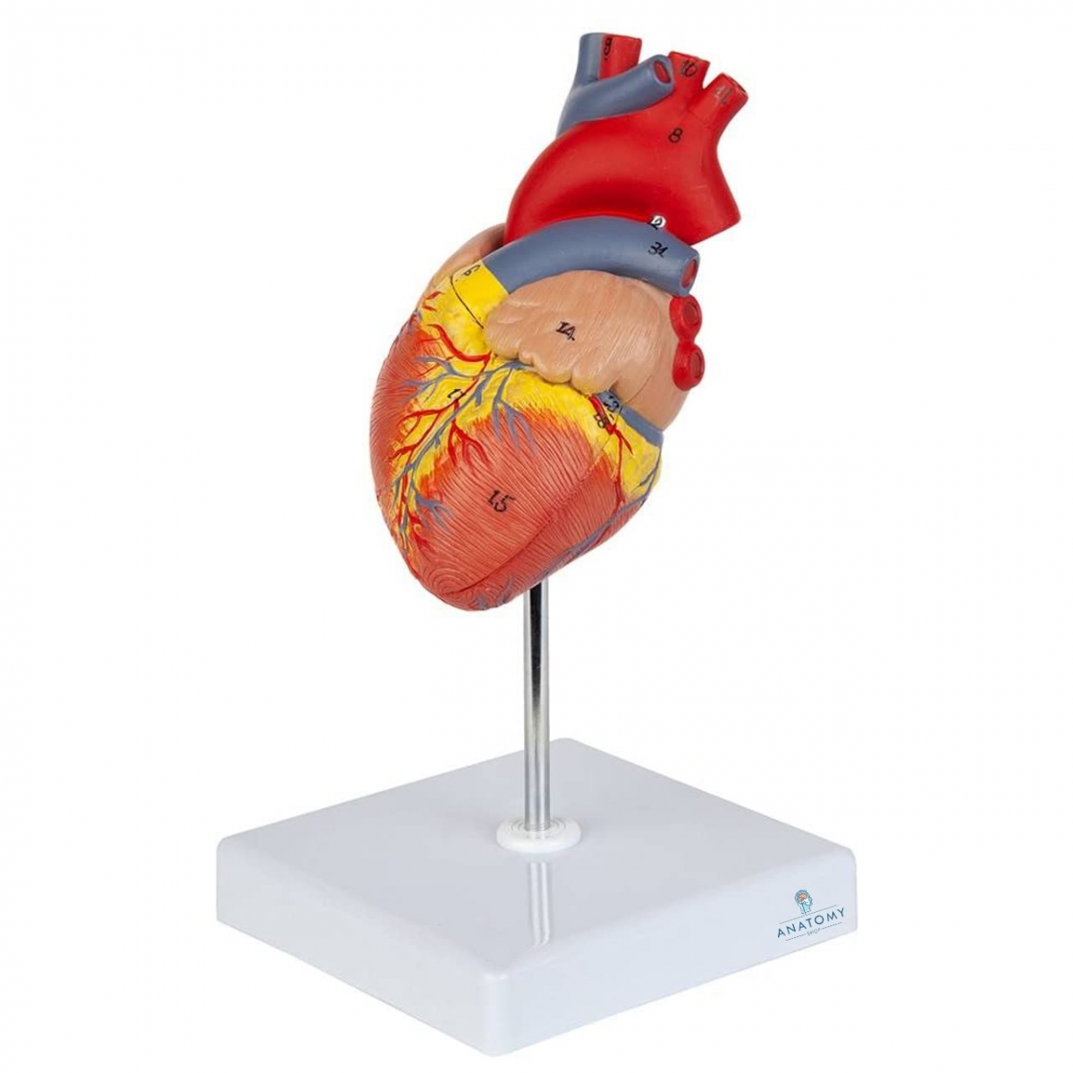 Human Heart Model
